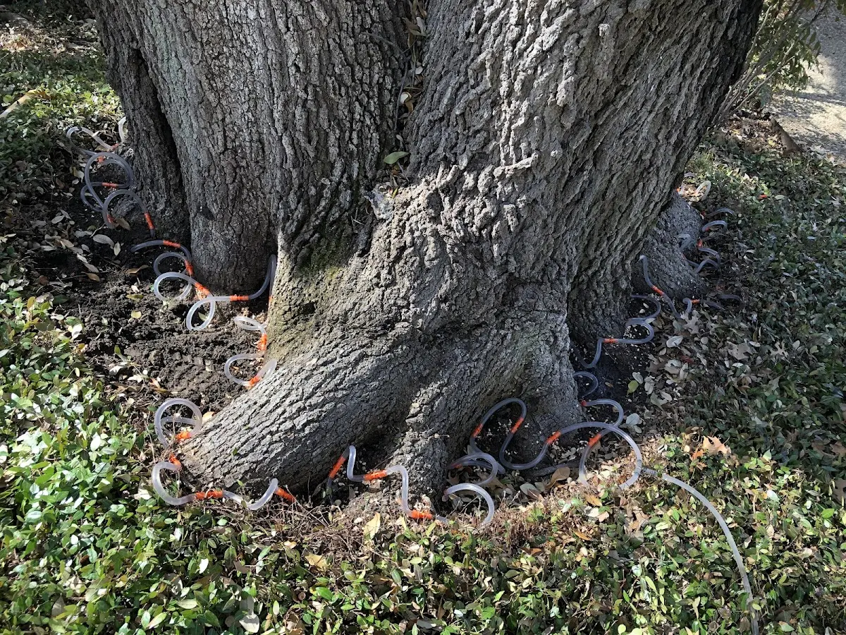 Detailed Tree Cabling and Bracing job site in Marysvale